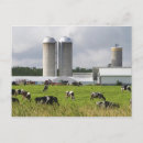 Recherche de vache laitière cartes postales Agriculture