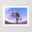 Recherche de arbre de joshua cartes postales Désert