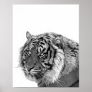 Recherche de tigre blanc noir posters Jungle