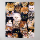 Recherche de peinture de chat posters Mignonette