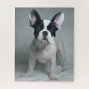 Recherche de french bulldog puzzles Chiot