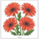 Recherche de gerbera rouge autocollants Marguerite