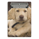 Recherche de labrador porte blocs Chiot