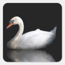 Recherche de cygne muet autocollants Animal
