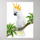 Recherche de cockatoo posters Perroquets