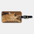 Recherche de petit somme de chat accessoires Sommeil
