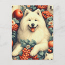 Recherche de samoyede cartes postales Samoyé