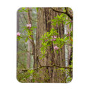Recherche de rhododendron magnets Arbre