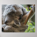 Recherche de koala bébé posters Mignonette