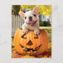Recherche de humour citrouille invitations Presse avanti