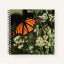 Recherche de orange photographie Papillon