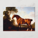 Recherche de beaux chevaux cartes postales Amour