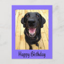 Recherche de anniversaire labrador cartes postales Noir