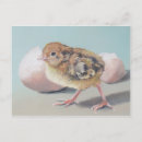 Recherche de poules poussins cartes postales Coq