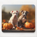 Recherche de chiot pitbull tapis souris Animal de compagnie