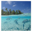 Recherche de poissons carreaux Dehors