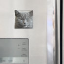 Recherche de chaton magnets Mignon