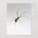 Recherche de arachnides cartes postales Nature