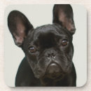 Recherche de bouledogue francais dessous de verres Chiot