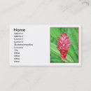 Recherche de gingembre cartes visite Aquarelle