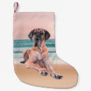 Recherche de danois chaussette de noël Chien