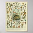 Recherche de poulpe vintage art Mollusque
