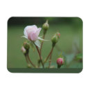Recherche de boutons magnets Fleurs