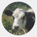 Recherche de génisse autocollants Vache
