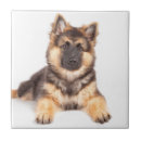 Recherche de chien de moutons carreaux Mignon