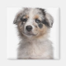 Recherche de berger australien magnets Animaux domestiques