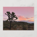Recherche de arbre de joshua cartes postales Lever du soleil