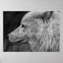 Recherche de de loup blanc posters Noir