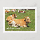 Recherche de alpin cartes postales Autriche