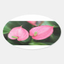 Recherche de anthurium autocollants Rose