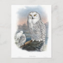Recherche de hibou neige cartes postales Chouette