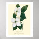 Recherche de fleurs de cornouiller posters Nature