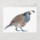 Recherche de caille cartes postales Illustration