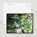 Recherche de blackberry cartes postales Fruit