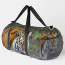 Recherche de amur Tigre sibérien