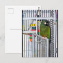 Recherche de oiseau perroquet cartes postales Nature
