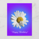 Recherche de marguerites blanches cartes postales Fleurs