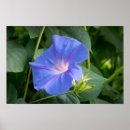 Recherche de ipomoea posters Fleur
