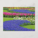 Recherche de jacinthe cartes postales Destination touristique