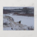 Recherche de biche cartes postales Cerf