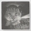 Recherche de felins bar Félins