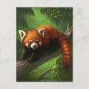 Recherche de red panda cartes postales Rouge