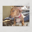 Recherche de chien de garde cartes postales Ami