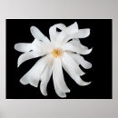 Recherche de magnolia posters Flora