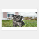 Recherche de de carlin rectangles autocollants Mignon