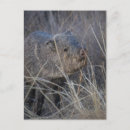 Recherche de porc sauvage cartes postales Faune